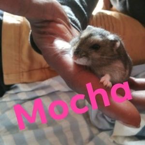 Meet your Posher, Puddin